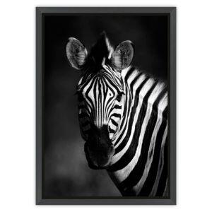 Quadro Tropical Artes 50x70cm Zebra Preto Quadro Tropical Artes 50x70cm Zebra Preto