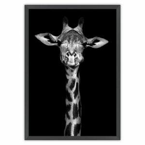 Quadro Tropical Artes 50x70cm Girafa Preto Quadro Tropical Artes 50x70cm Girafa Preto