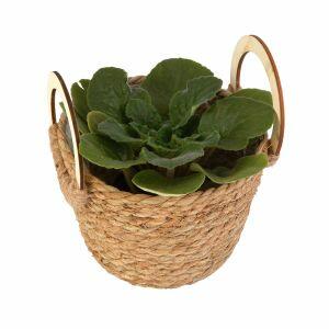 Cachepo Fibrancoa Natural 12x12cm Fascino