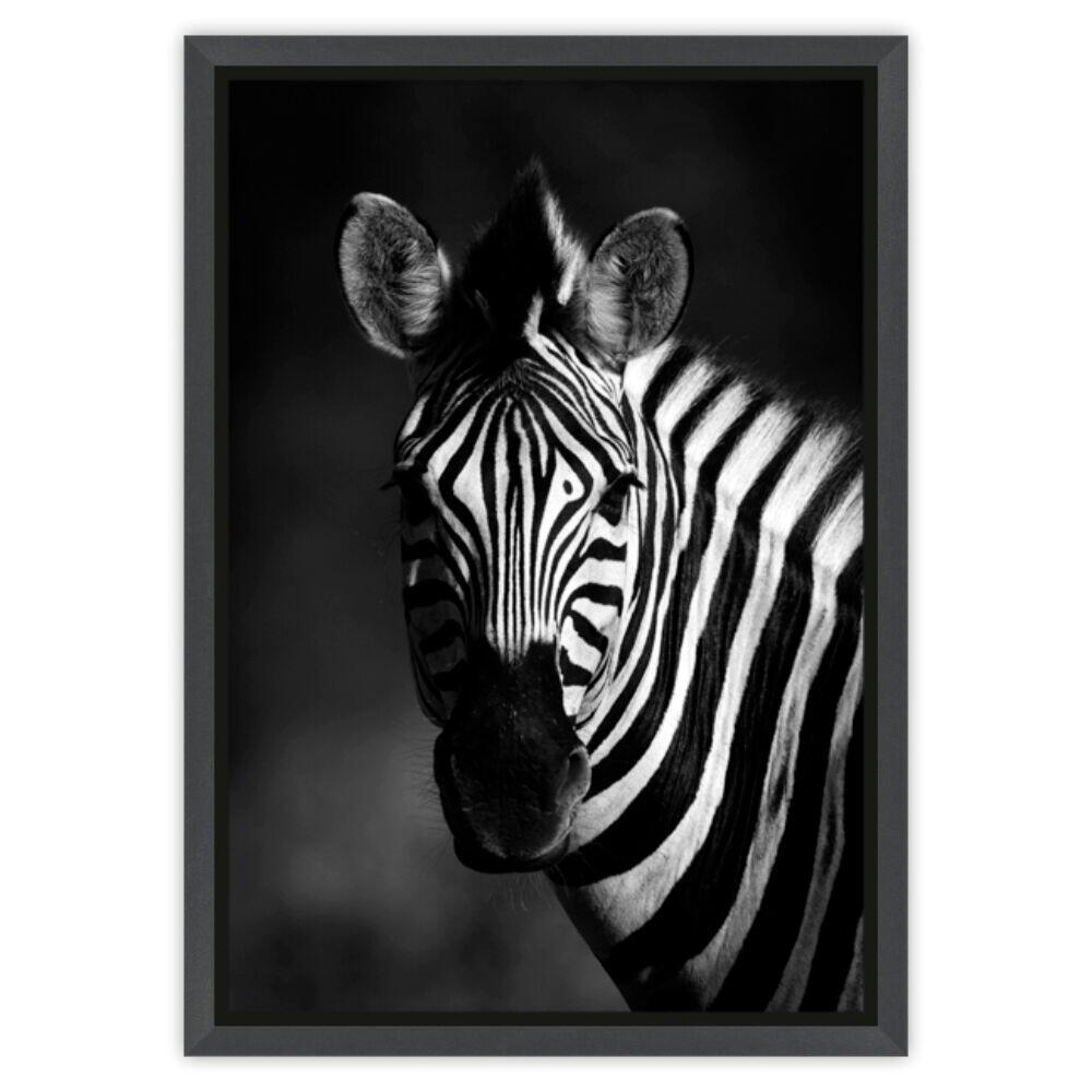 Quadro Tropical Artes 50x70cm Zebra Preto